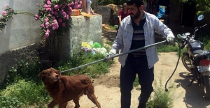 Başı boş köpekler barınağa toplanıyor