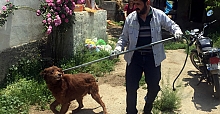 Başı boş köpekler barınağa toplanıyor